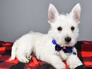 West Highland Terrier dogs Star - Ad 10