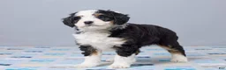 Mini Bernedoodle dogs for sale: Ilona - Ad 4