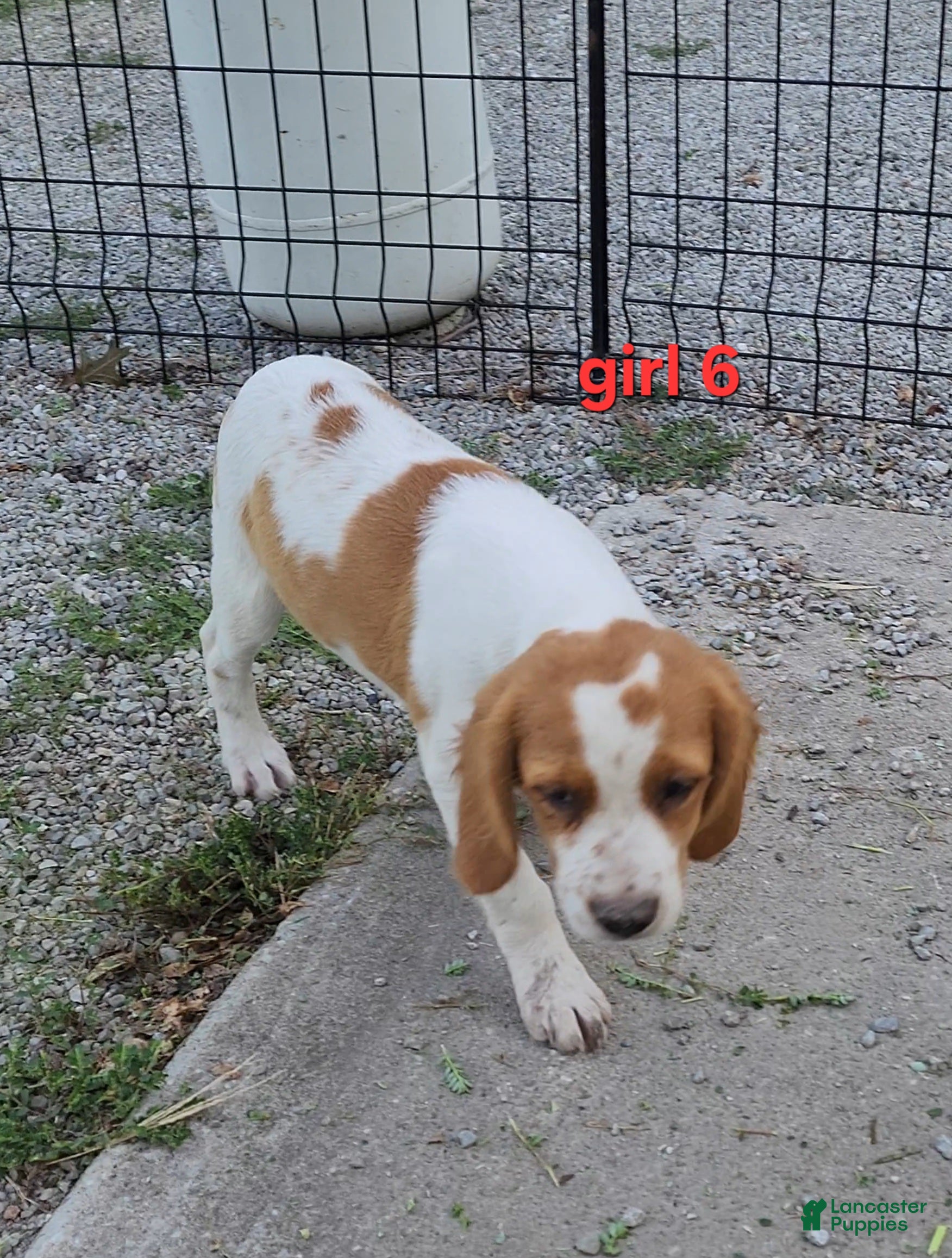 Brittany Spaniel dogs AKC/UKC French Brittany Annie's Girl 6 - Ad 2
