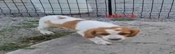 Brittany Spaniel dogs for sale: AKC/UKC French Brittany Annie's Girl 6 - Ad 2