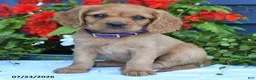 Miniature Golden Retriever dogs for sale: Summer - Ad 4