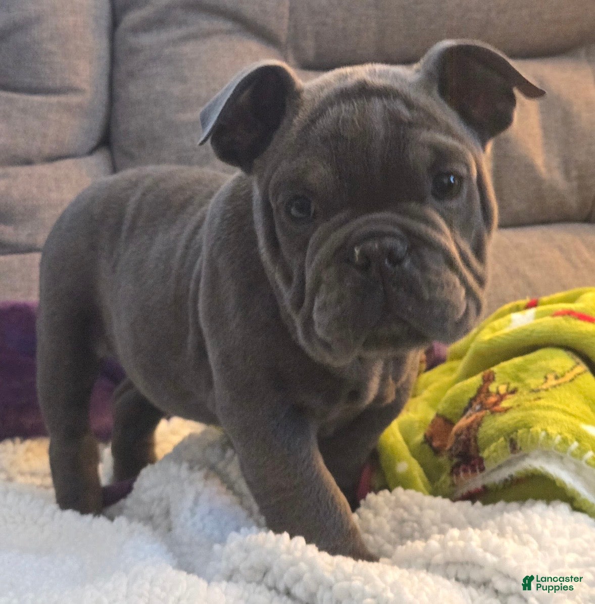 English Bulldog dogs Lucy - Ad 39