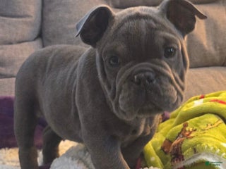 English Bulldog dogs Lucy - Ad 32