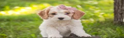 Mixed Breed dogs for sale: Fairy Munchkin Bernedoodle - Ad 4