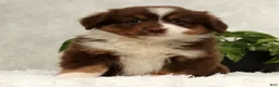 Miniature Australian Shepherd dogs for sale: Sandy - Ad 3