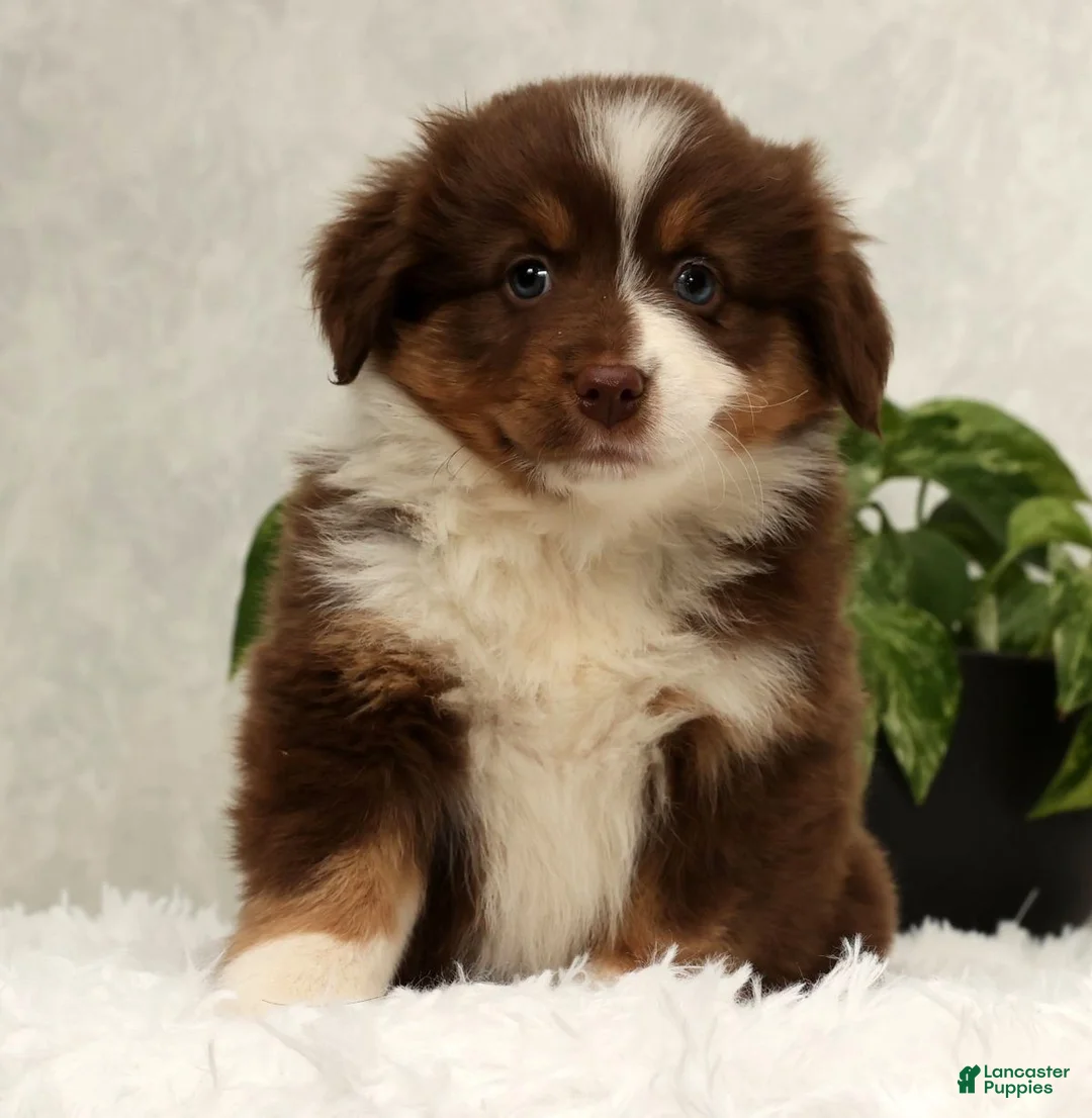 Miniature Australian Shepherd dogs for sale: Sandy - Ad 3