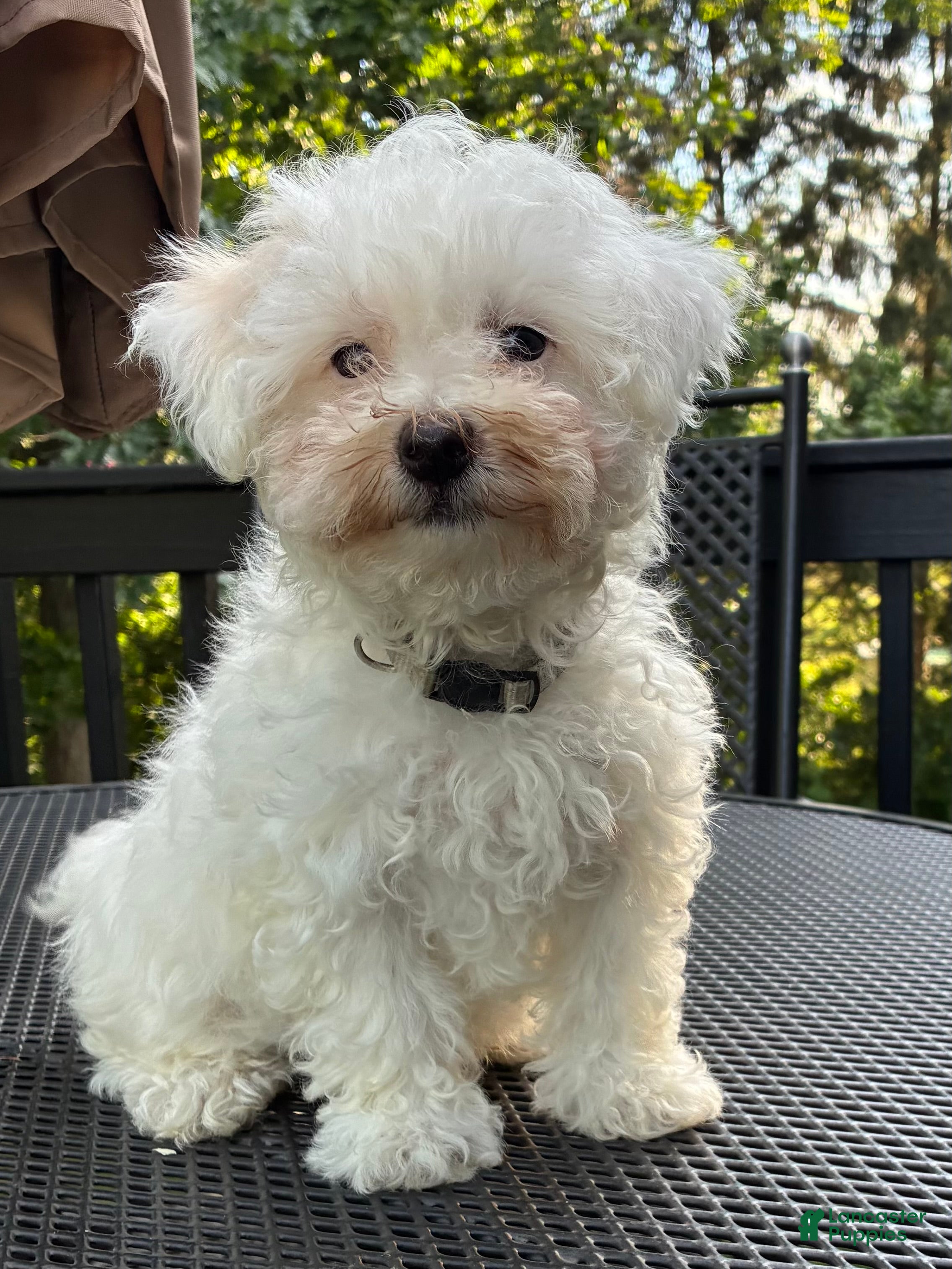 Maltipoo dogs Maltipoo Puppy 3 - Ad 1