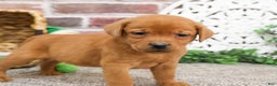 Labrador Retriever dogs for sale: Phoenix  - Ad 4