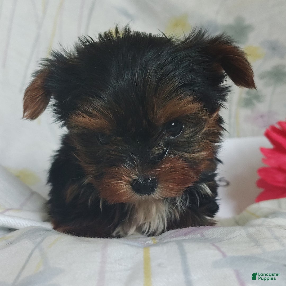 Yorkshire Terrier dogs for sale: Kisses - Ad 8