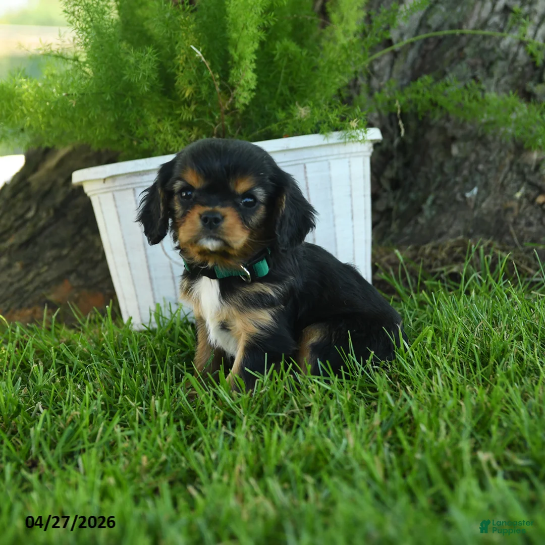 Cavalier King Charles Spaniel dogs for sale: Madison - Ad 1