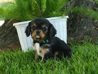 Cavalier King Charles Spaniel dogs for sale: Madison - Ad 4