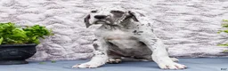 Great Dane dogs for sale: Kelsey - Ad 6