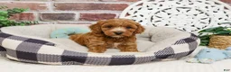 Cavapoo dogs for sale: Illius - Ad 3