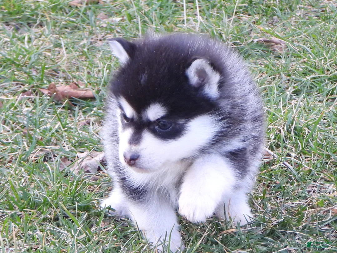 Pomsky dogs for sale: Abner - Ad 8