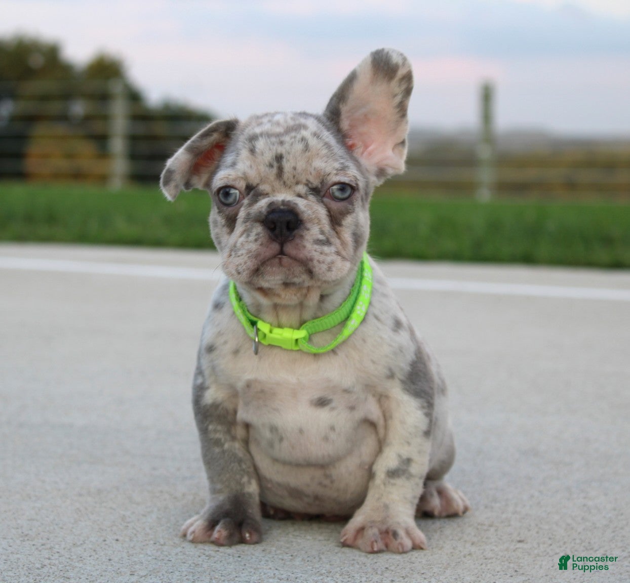 French Bulldog dogs Arnold - Ad 1