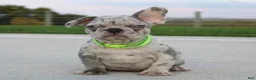 French Bulldog dogs for sale: Arnold - Ad 1