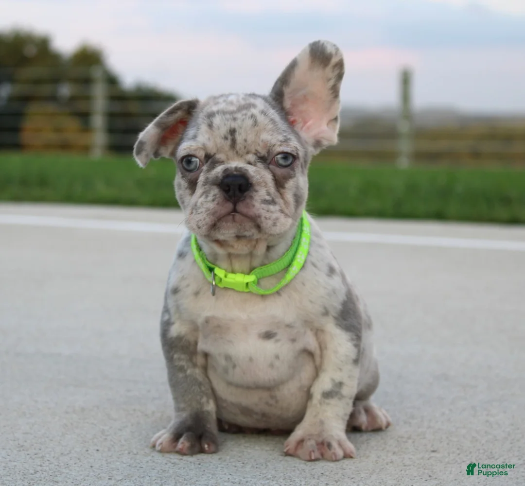 French Bulldog dogs for sale: Arnold - Ad 1
