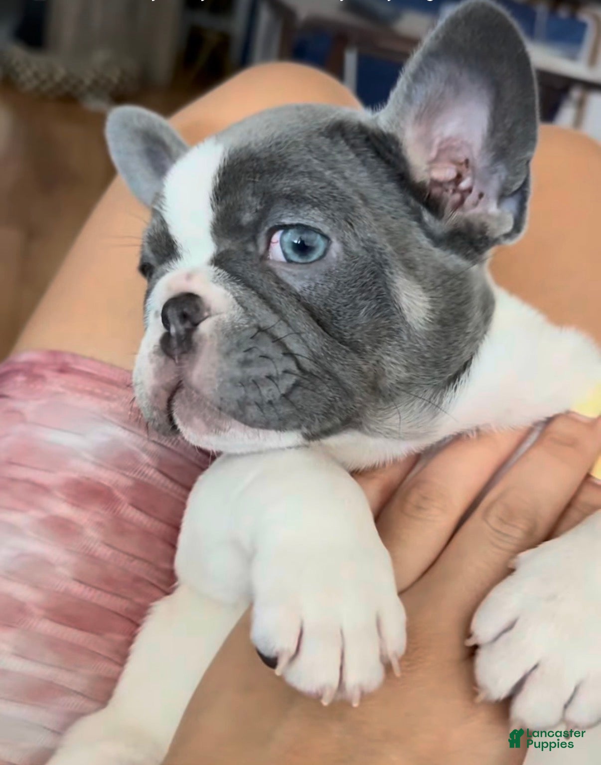 French Bulldog dogs Roxx - Ad 1