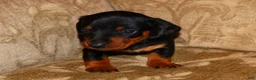 Miniature Dachshund dogs for sale: Milo - Ad 5