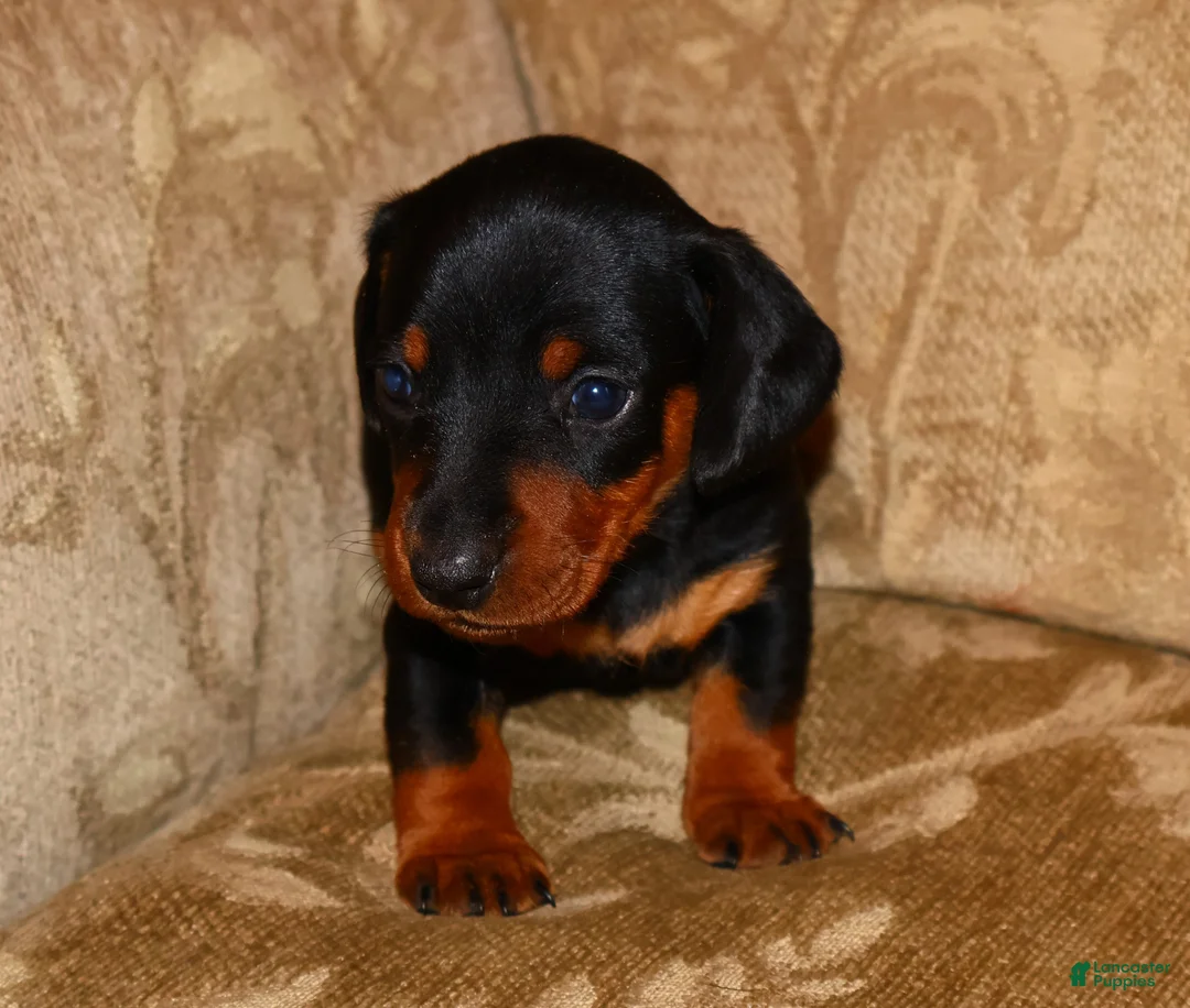 Miniature Dachshund dogs for sale: Milo - Ad 5