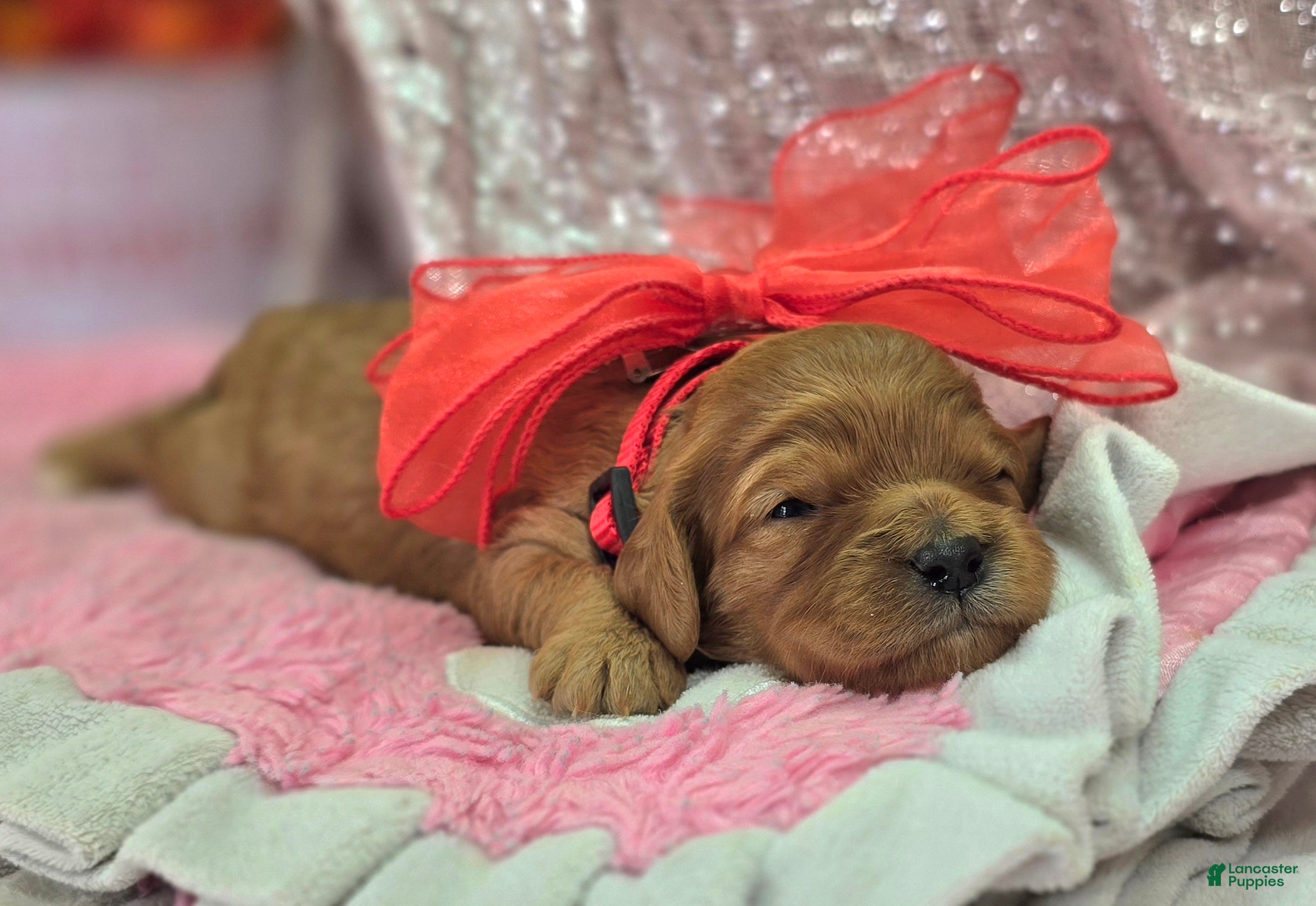 Cavapoo dogs Quartz - Ad 28