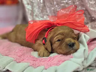 Cavapoo dogs Quartz - Ad 28