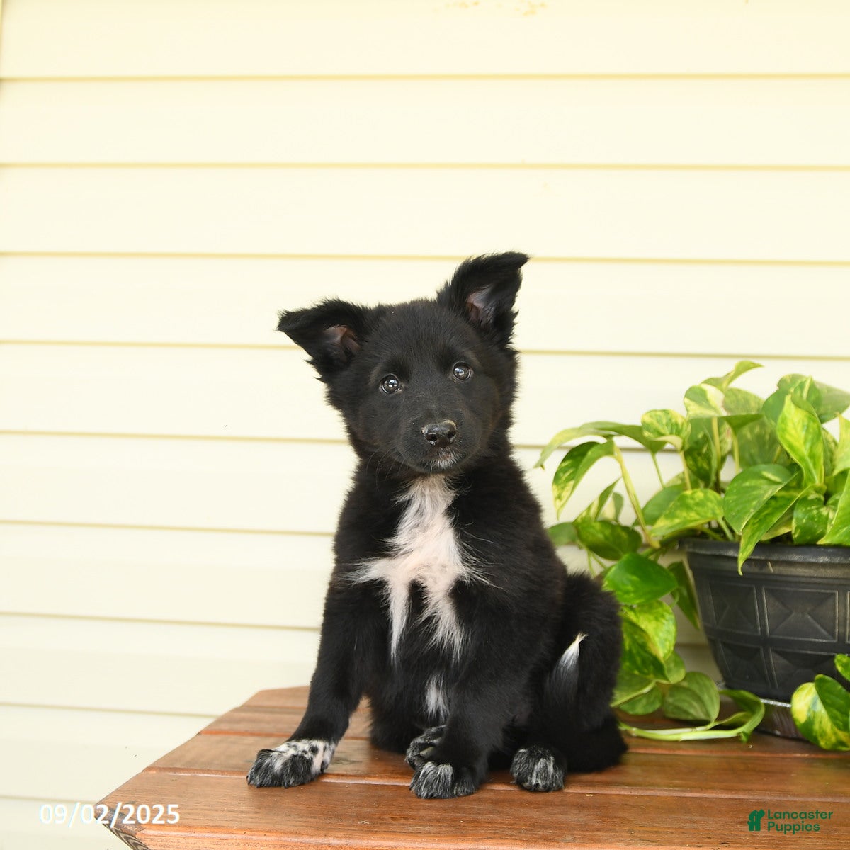 Border Collie Shiba Inu Schipperke Mix Border Collie Puppies For