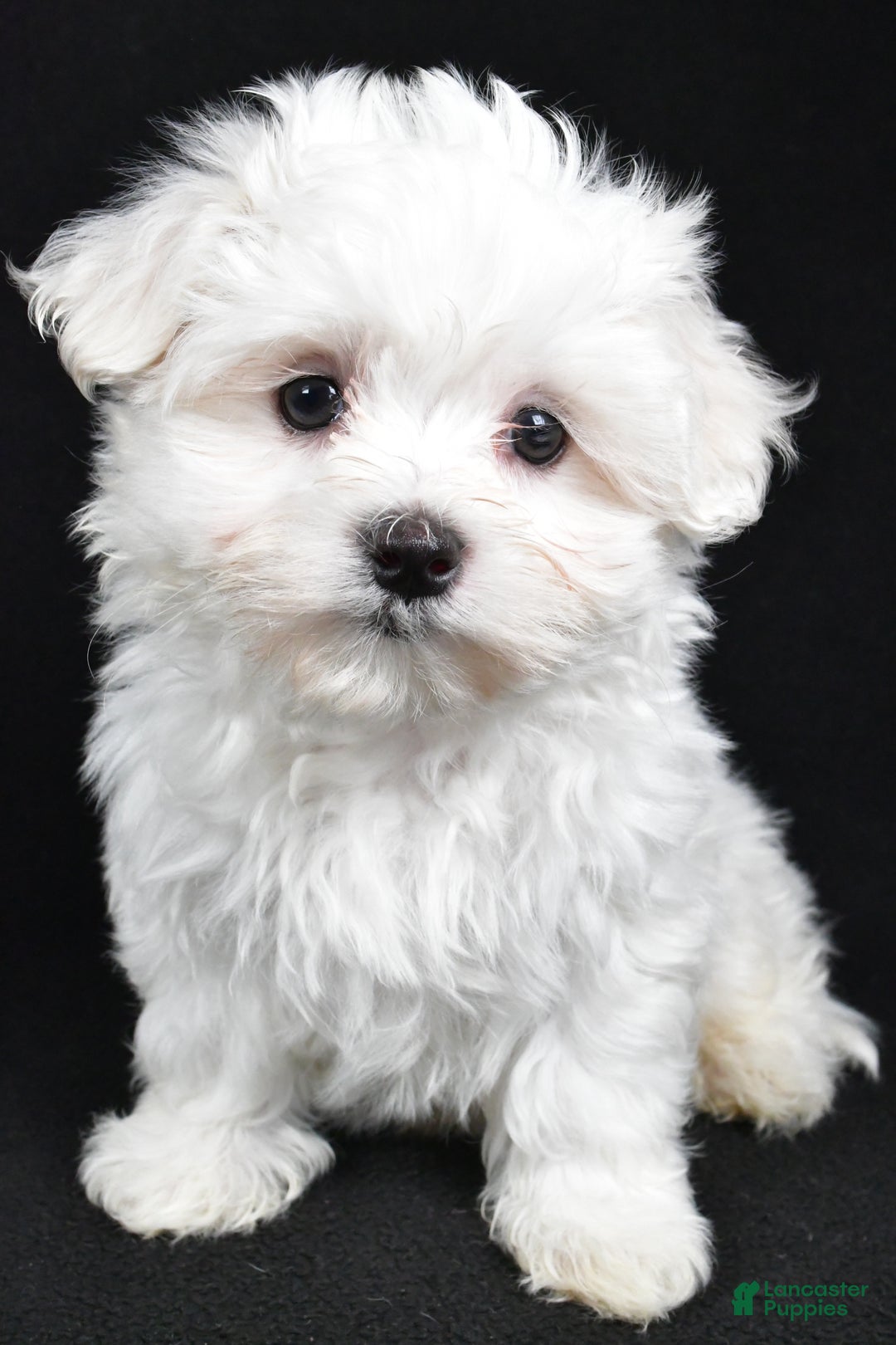 Maltese dogs for sale: Jordan - Ad 8
