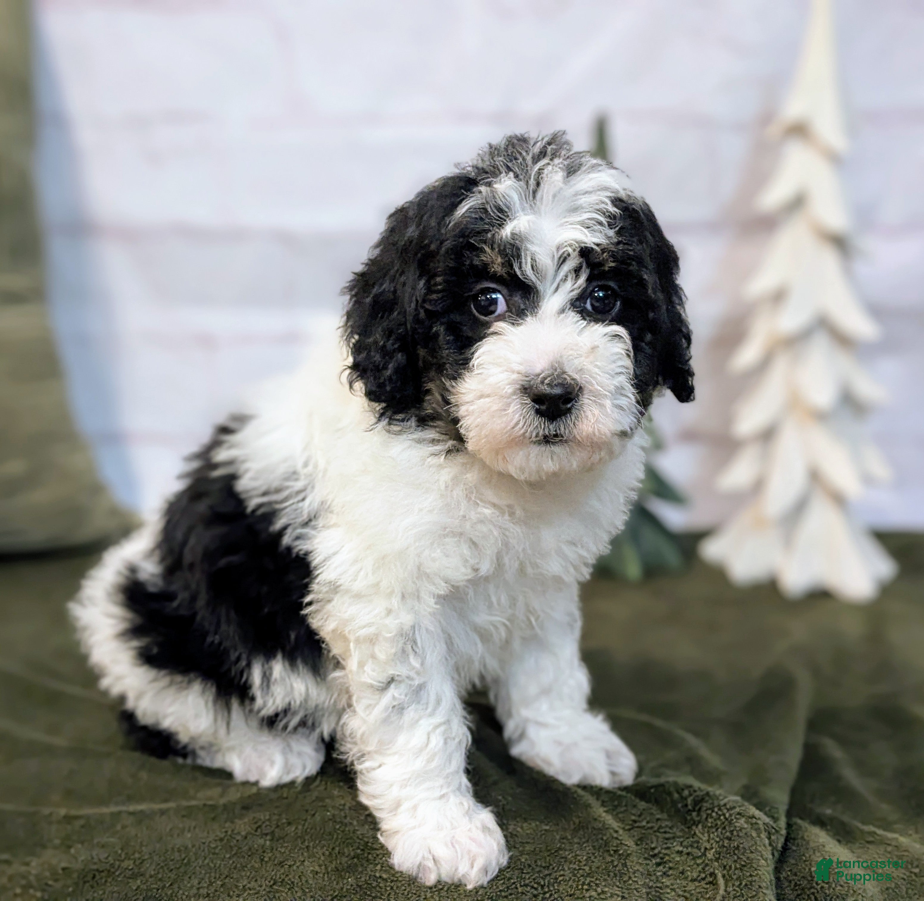 Bernedoodle dogs Allie - Ad 14