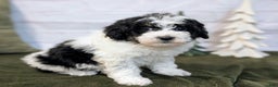 Bernedoodle dogs for sale: Allie - Ad 1