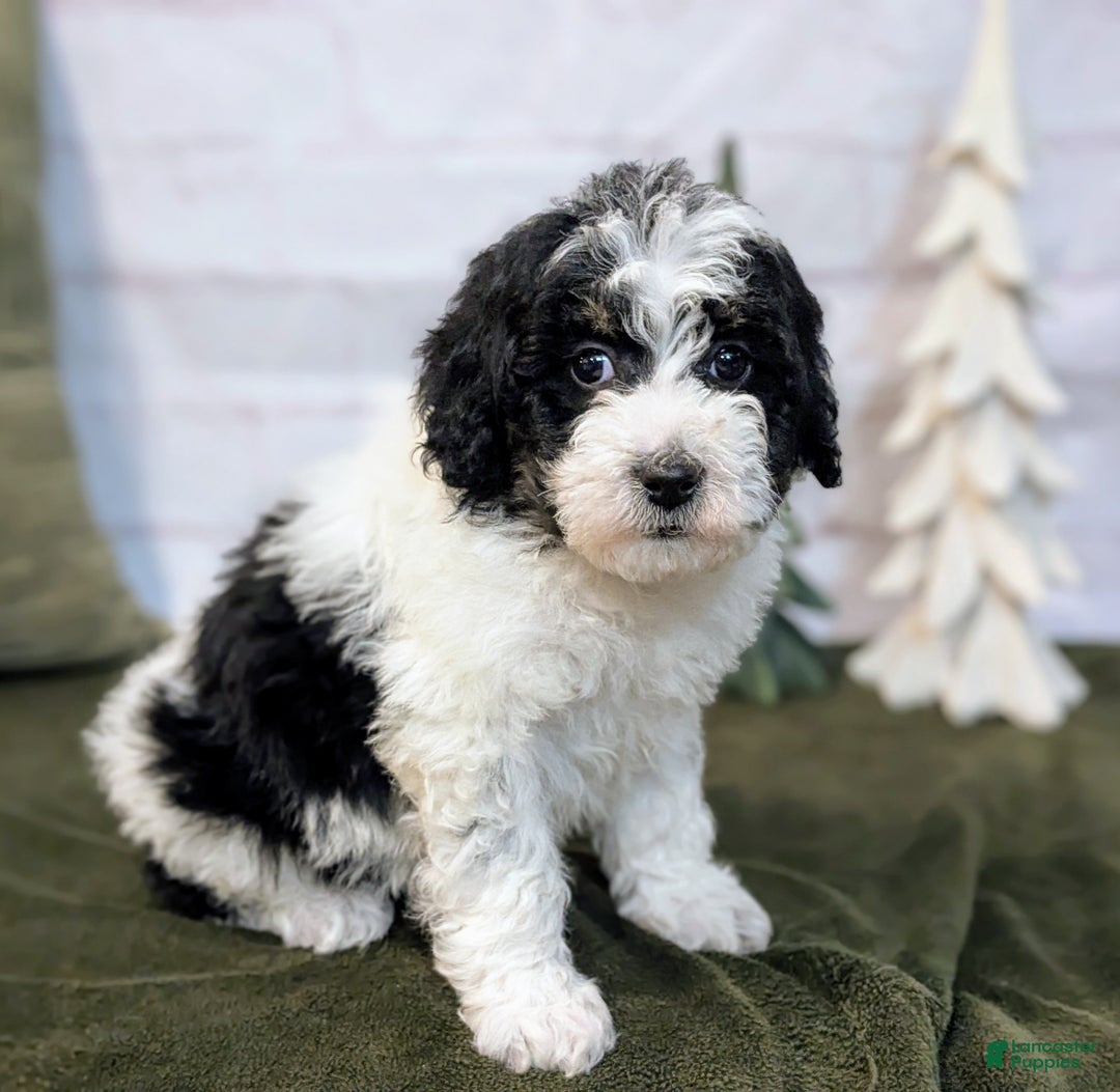 Bernedoodle dogs for sale: Allie - Ad 1