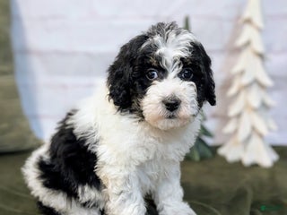 Bernedoodle dogs Allie - Ad 13