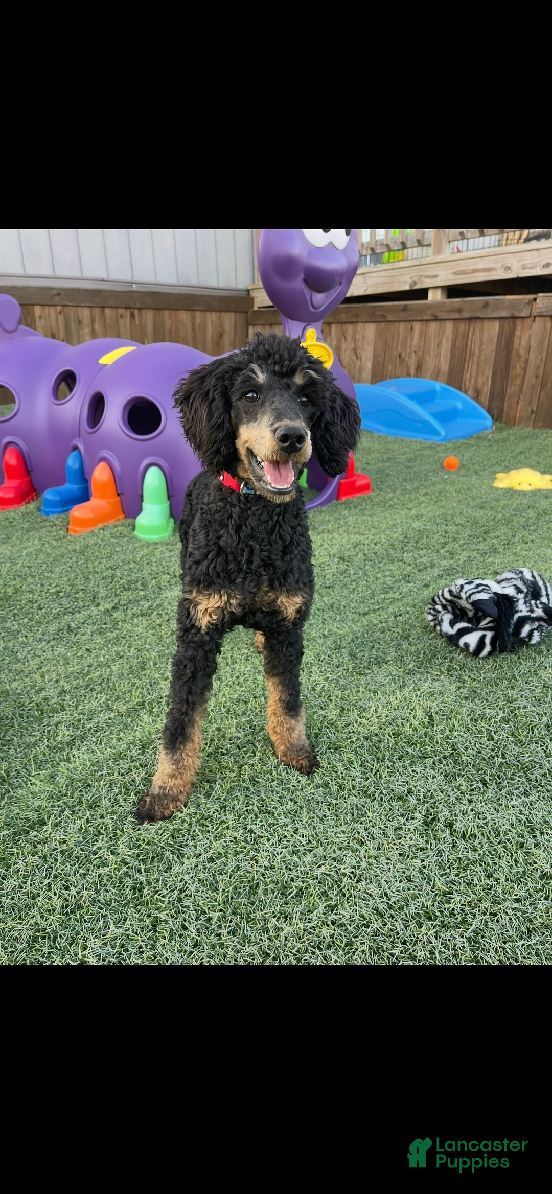 Miniature Poodle dogs for sale: Akc Clear 🧬 Moyen Boy Cinch - Ad 5