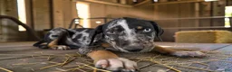 Catahoula Leopard Dog dogs for sale: Gypsie 2026 Male 3 - Ad 20