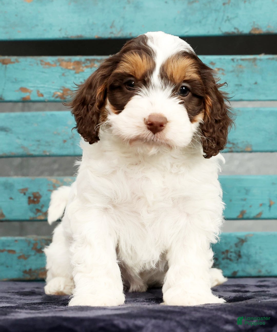 Cavapoo dogs for sale: Dania - Ad 3