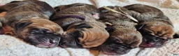 Great Dane dogs for sale: Brown collar  - Ad 3