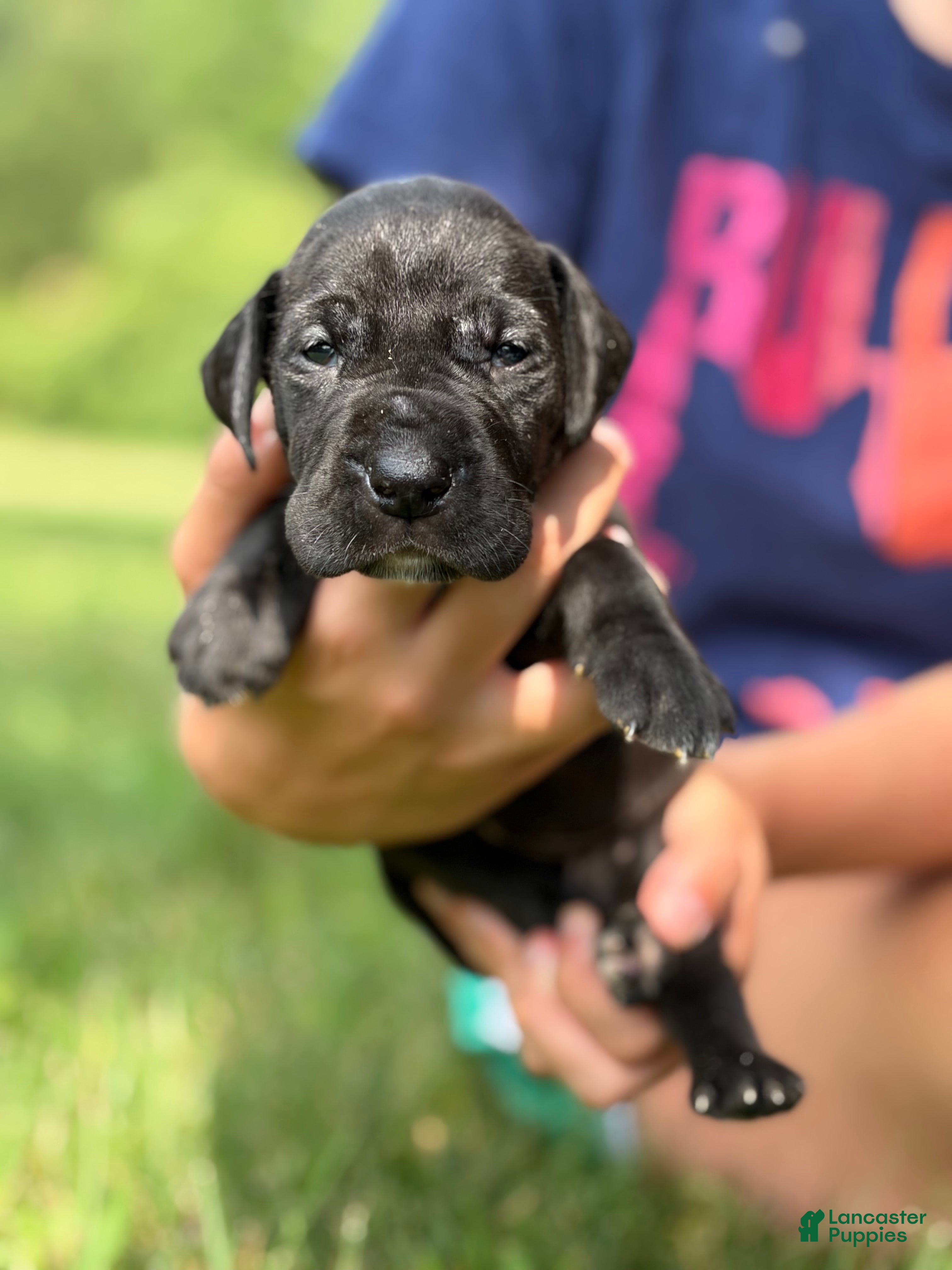 Great Dane dogs Cassidy  - Ad 2