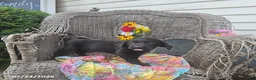 Labrador Retriever dogs for sale: Keven - Ad 5