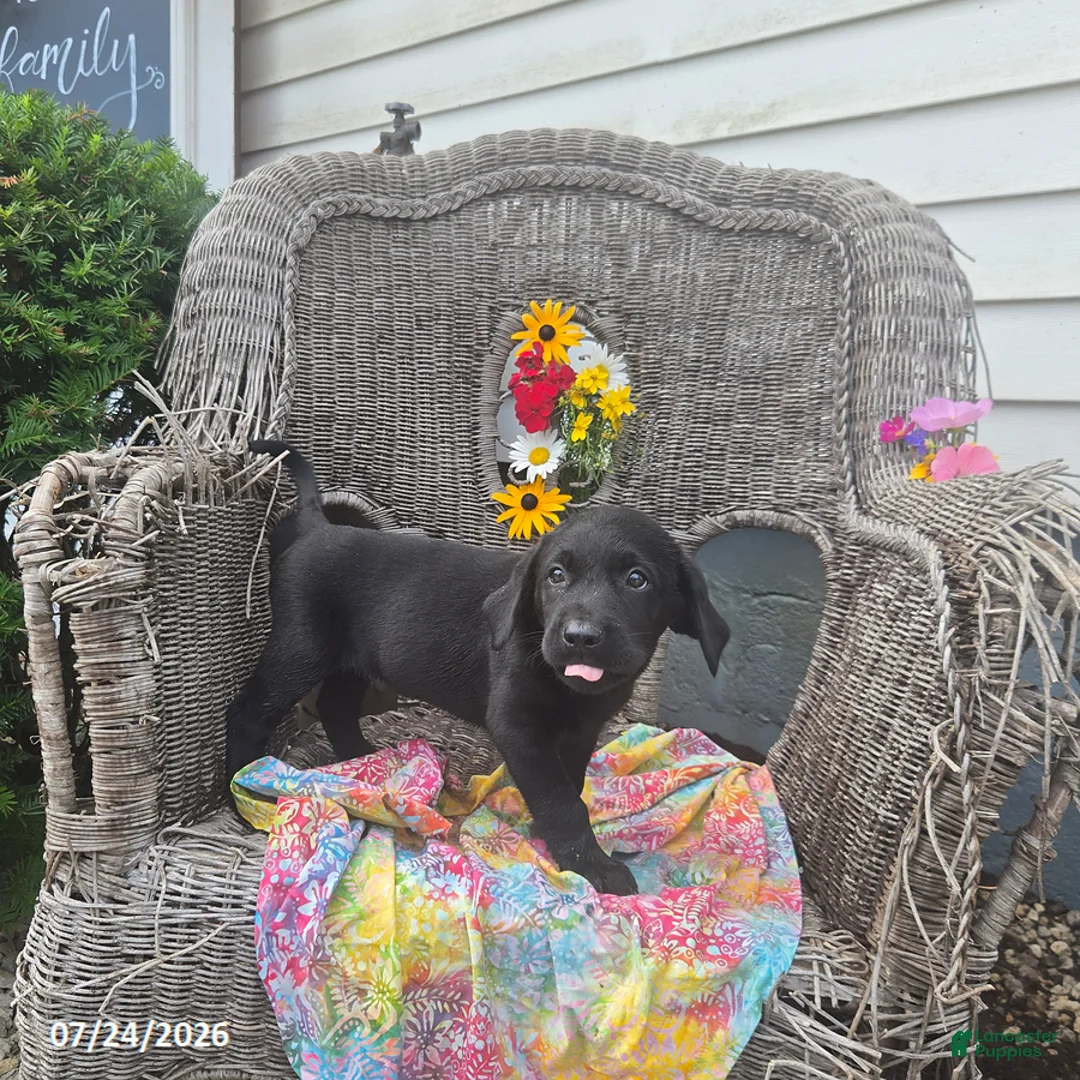 Labrador Retriever dogs for sale: Keven - Ad 5