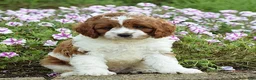 Cavapoo dogs for sale: Diego - Ad 4