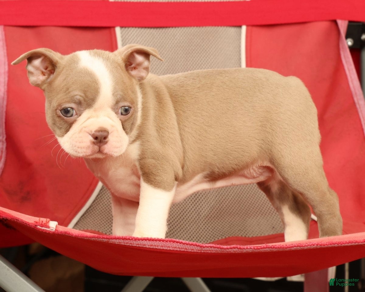 Boston Terrier dogs for sale: Callie - Ad 9
