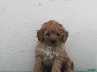 Miniature Poodle dogs Lollypop - Ad 41