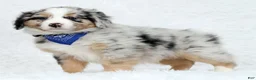 Australian Shepherd dogs for sale: River - Ad 5