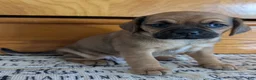 Puggle dogs for sale: Kenzie  - Ad 9