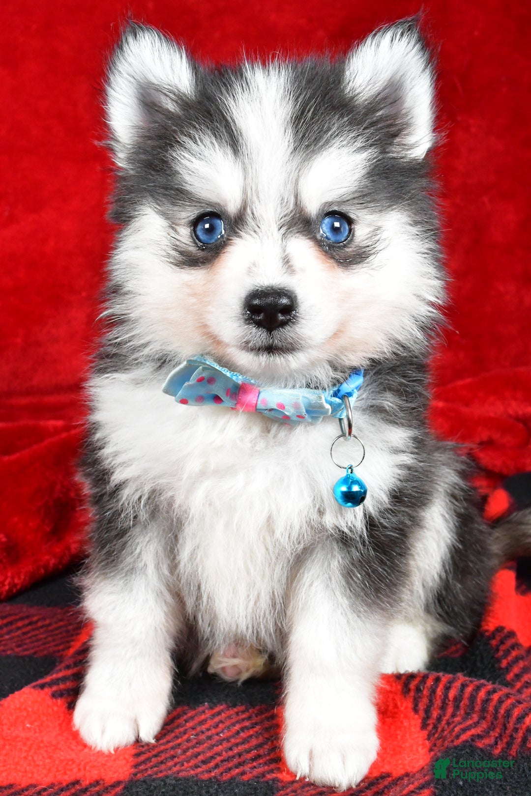 Pomsky dogs for sale: Ved - Ad 8
