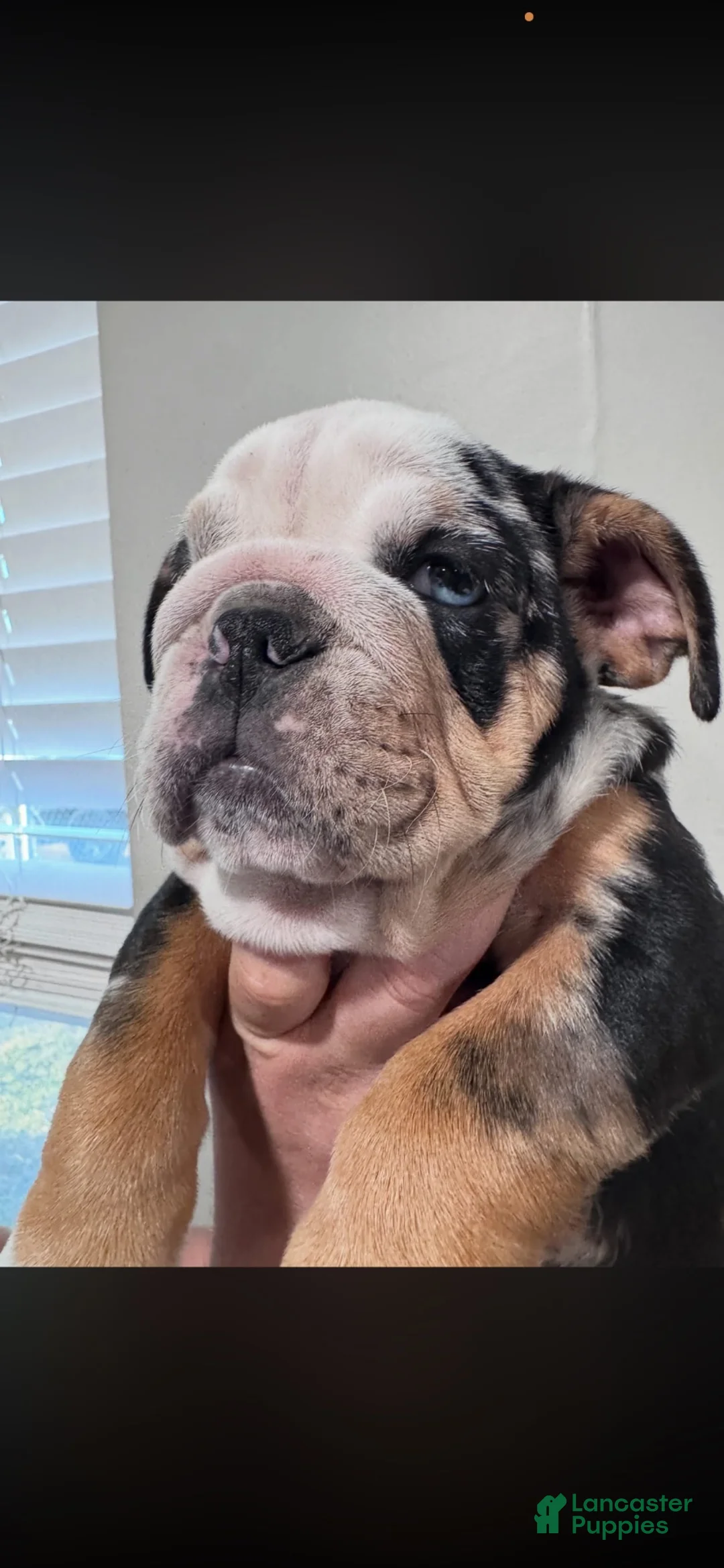 English Bulldog dogs for sale: English Bulldog 1 - Ad 5