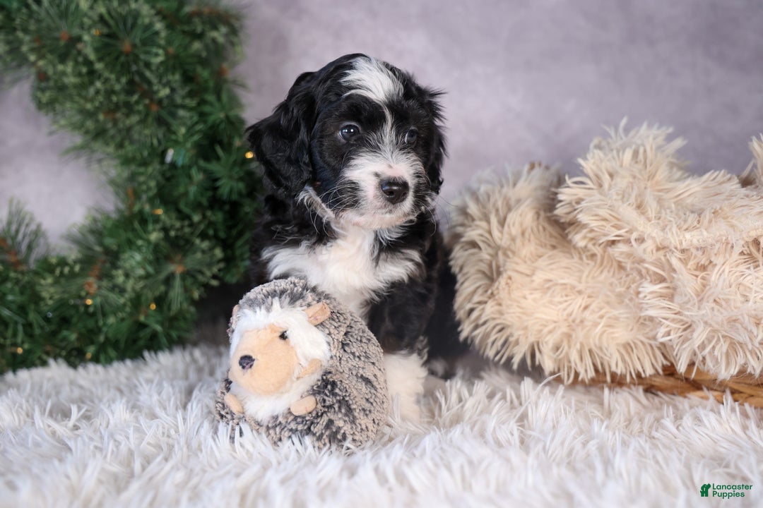 Mini Aussiedoodle dogs for sale: Payday - Ad 9