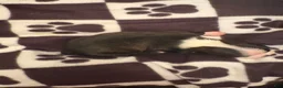 Boston Terrier dogs for sale: Doc-Brindle & White - Ad 3