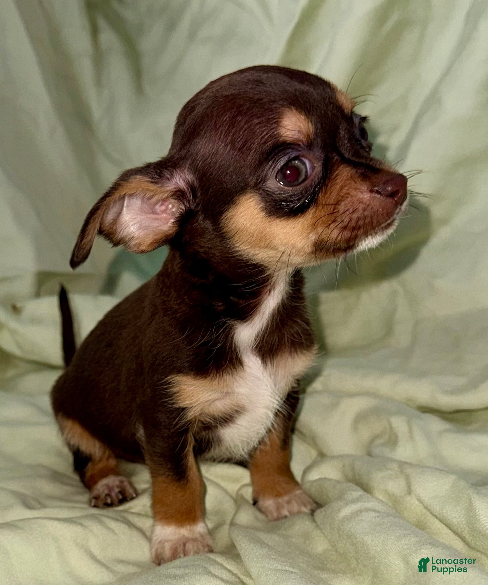 Chihuahua dogs Chocolate  - Ad 1
