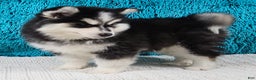 Pomsky dogs for sale: Piper - Ad 2